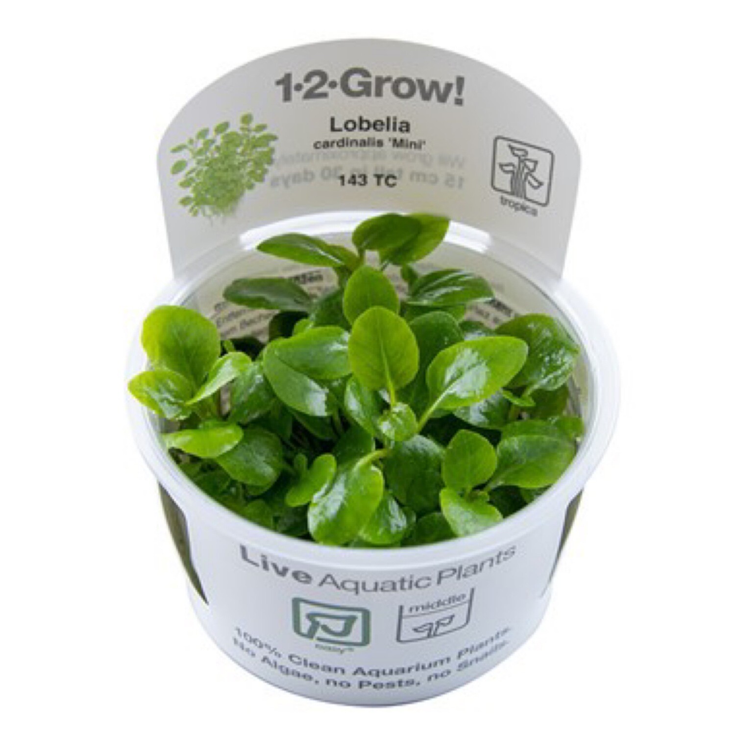 Tropica Lobelia cardinalis &#39;Mini&#39; 1-2-Grow