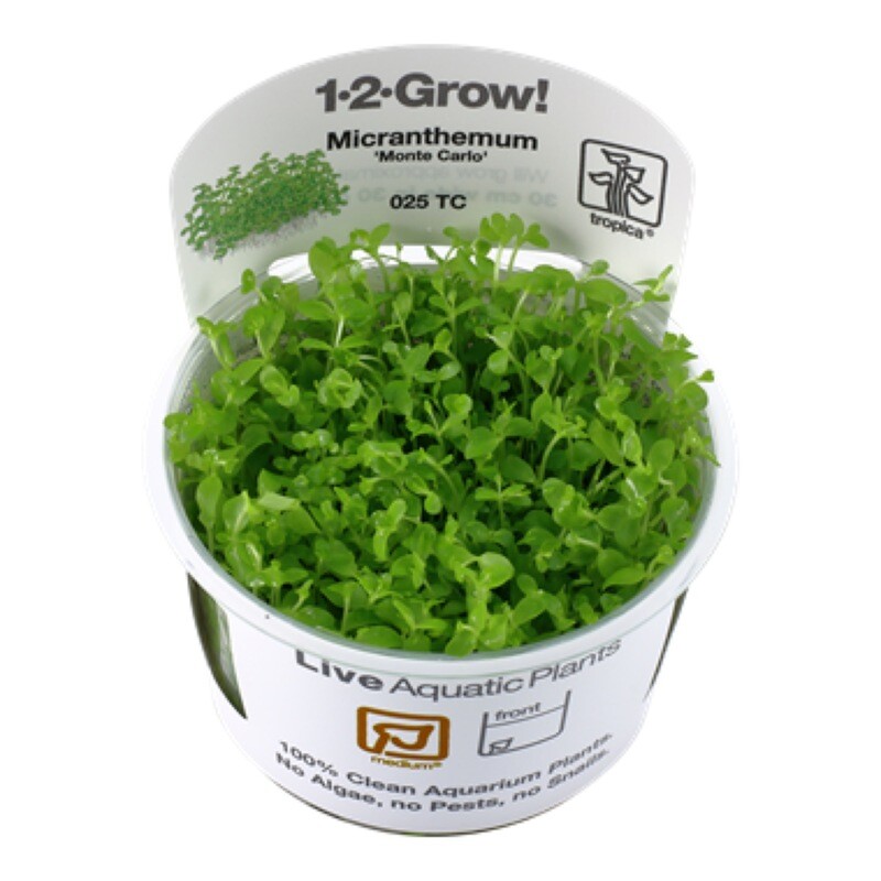Tropica Micranthemum tweediei &#39;Monte Carlo&#39; 1-2-Grow