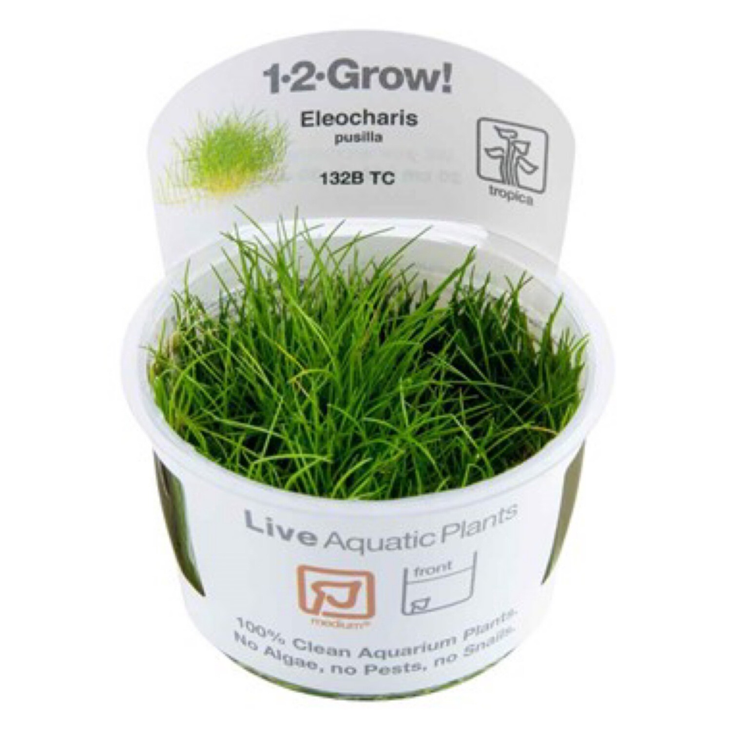 Tropica Eleocharis Pusilla 1-2-Grow