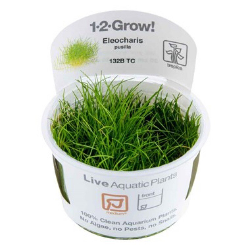 Tropica Eleocharis Pusilla 1-2-Grow