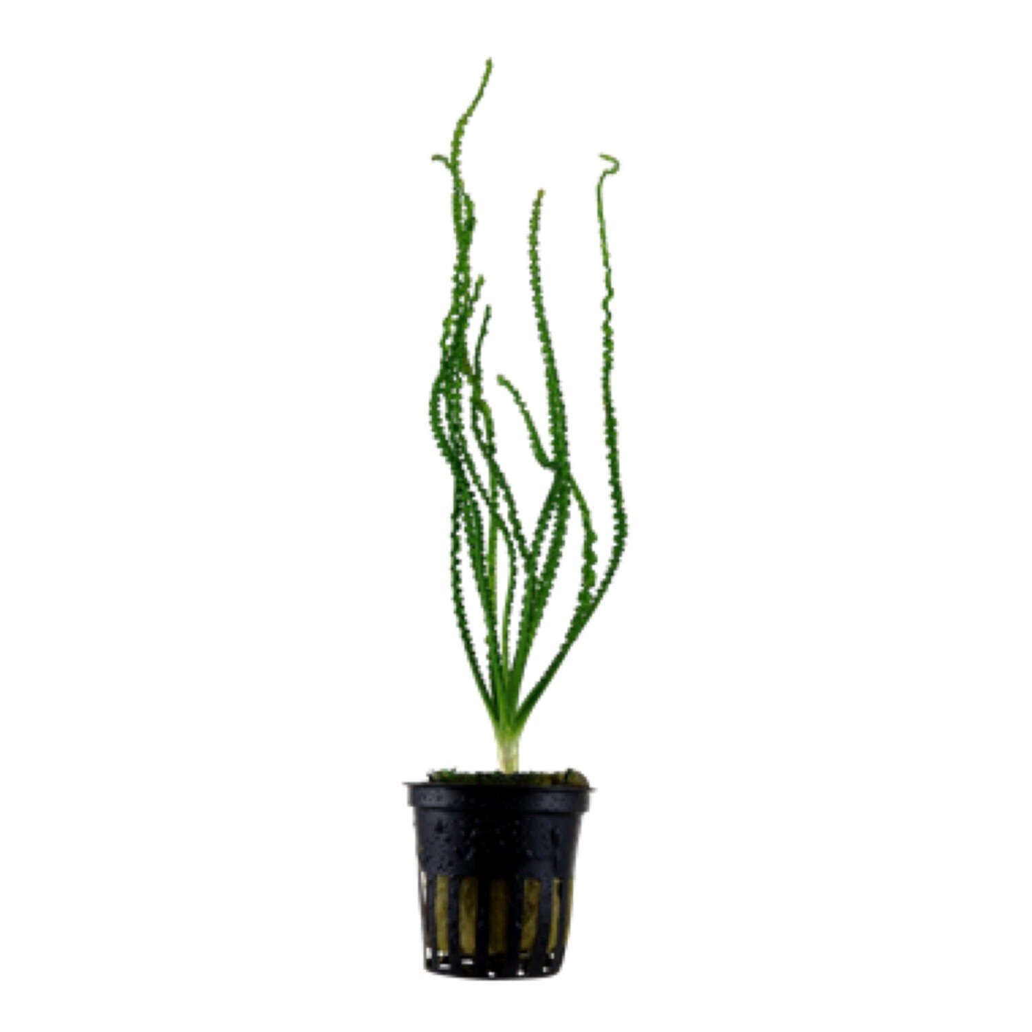 Tropica Crinum calamistratum