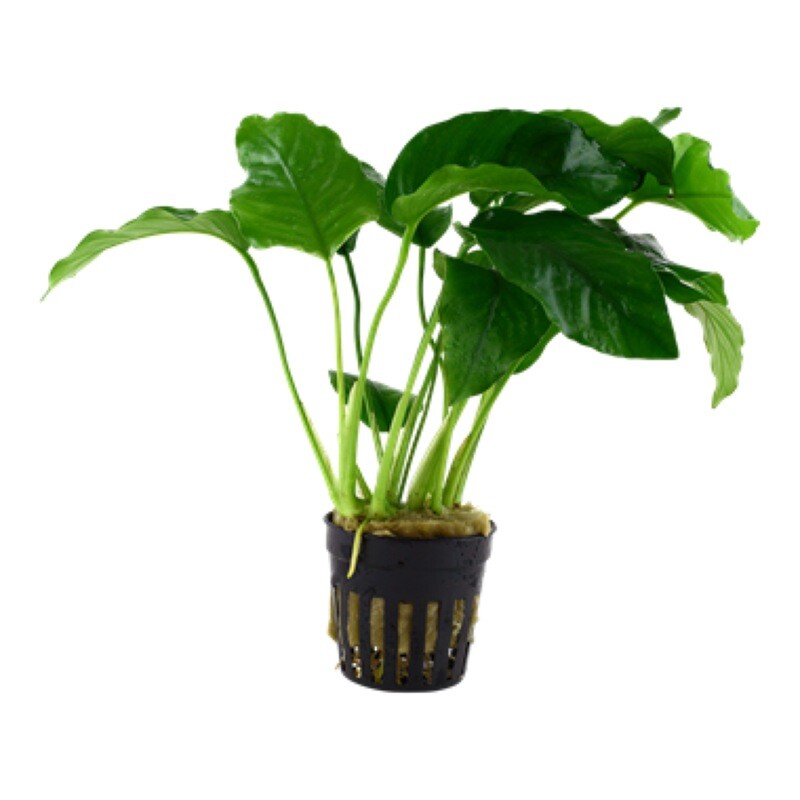 Tropica Anubias barteri var. barteri