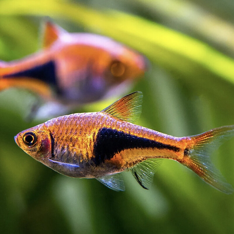 Harlequin Rasbora