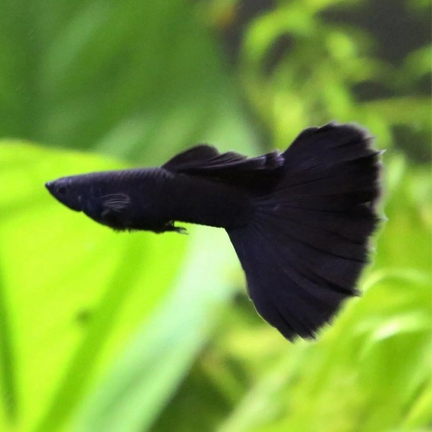 Black Moscow Guppy