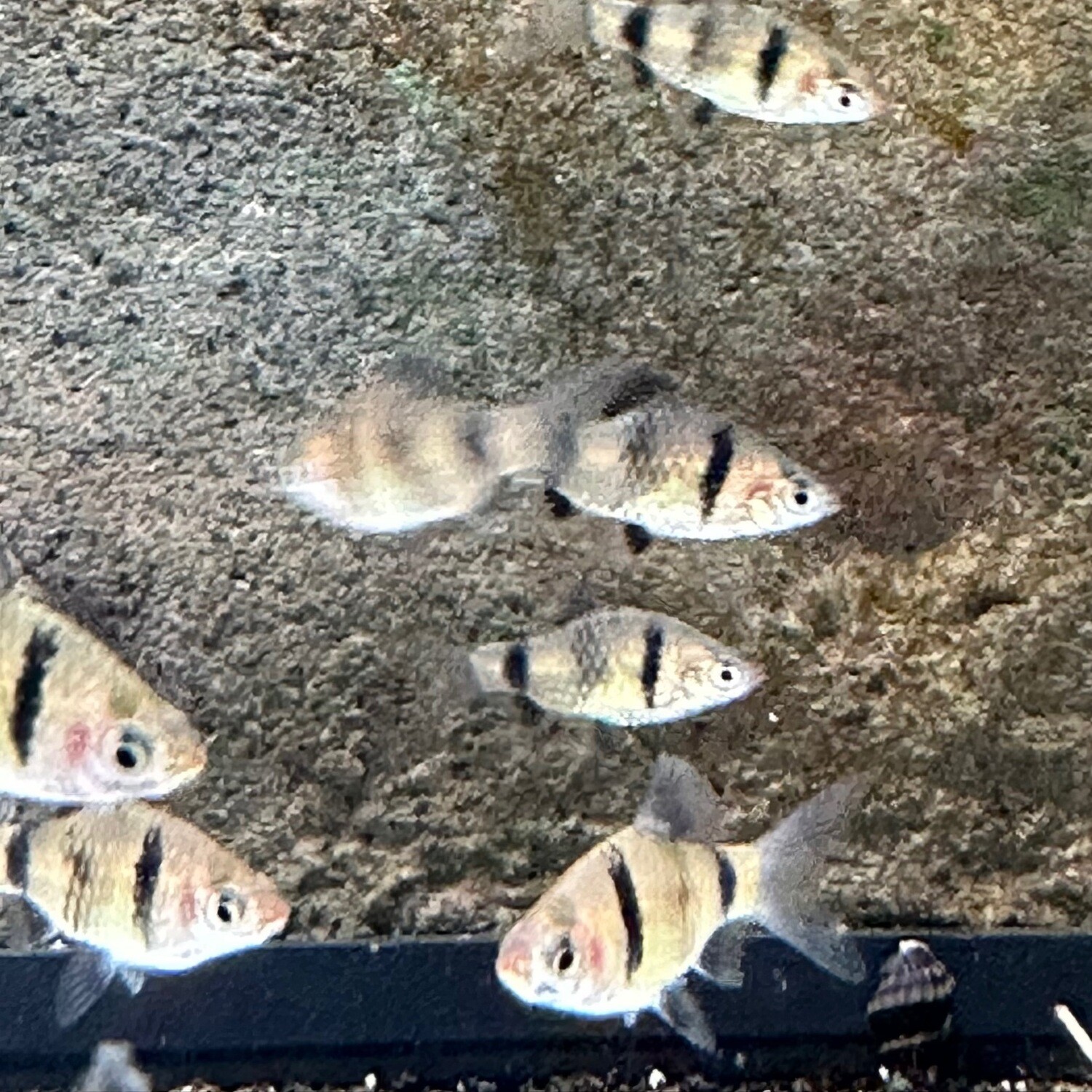 Black Ruby Barb