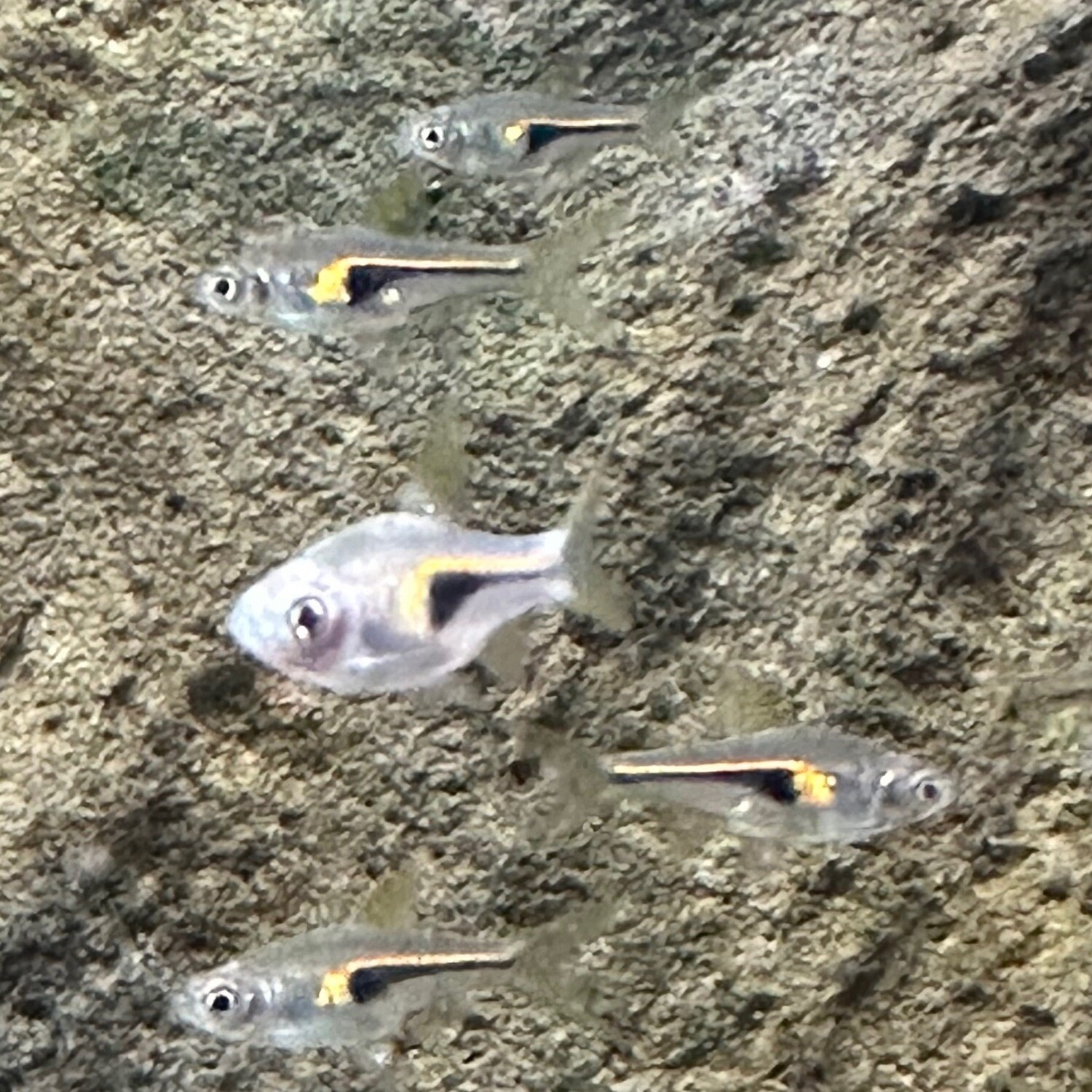 Gold Harlequin Rasbora (Trigonostigma hengeli)