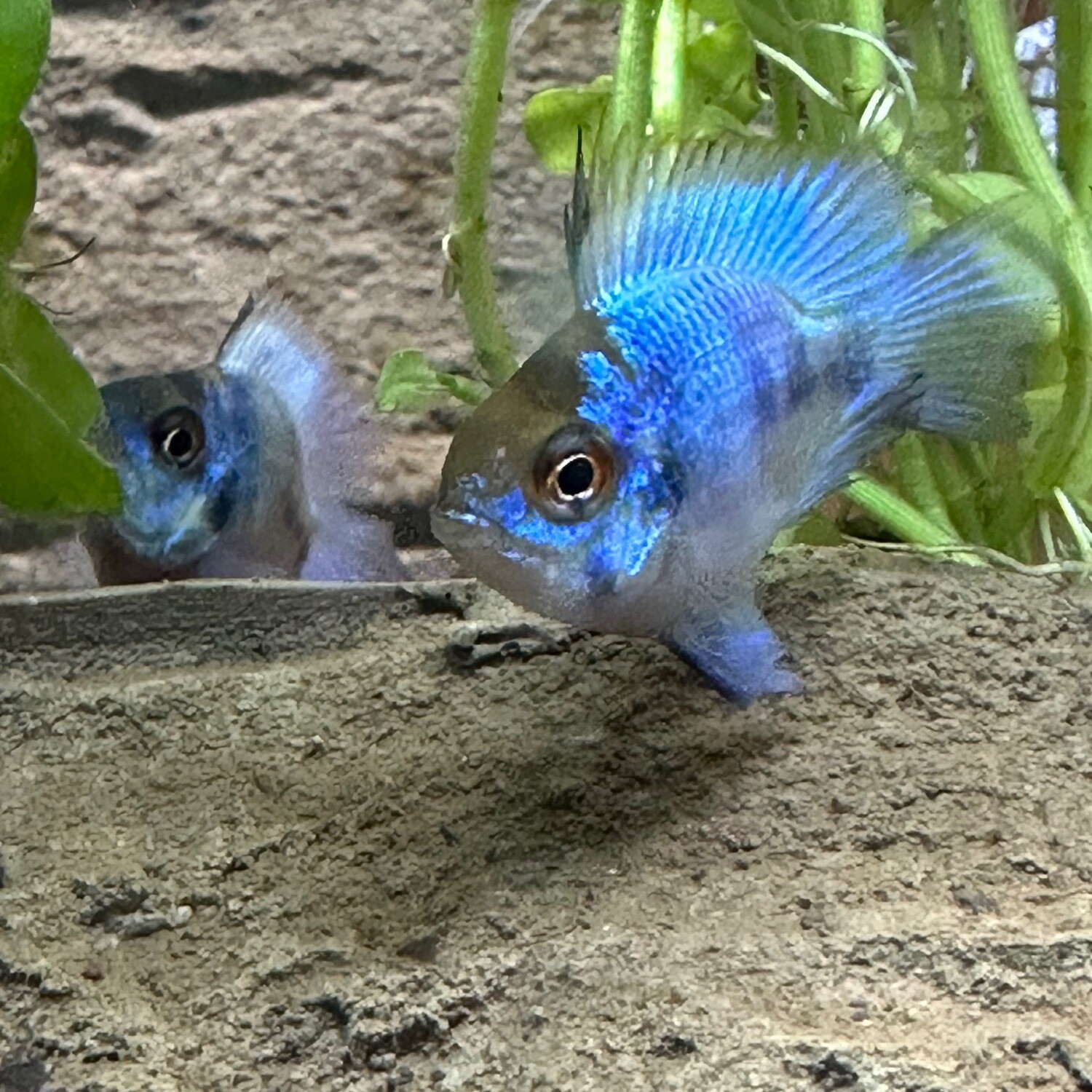 Electric Blue Balloon Ram Cichlid