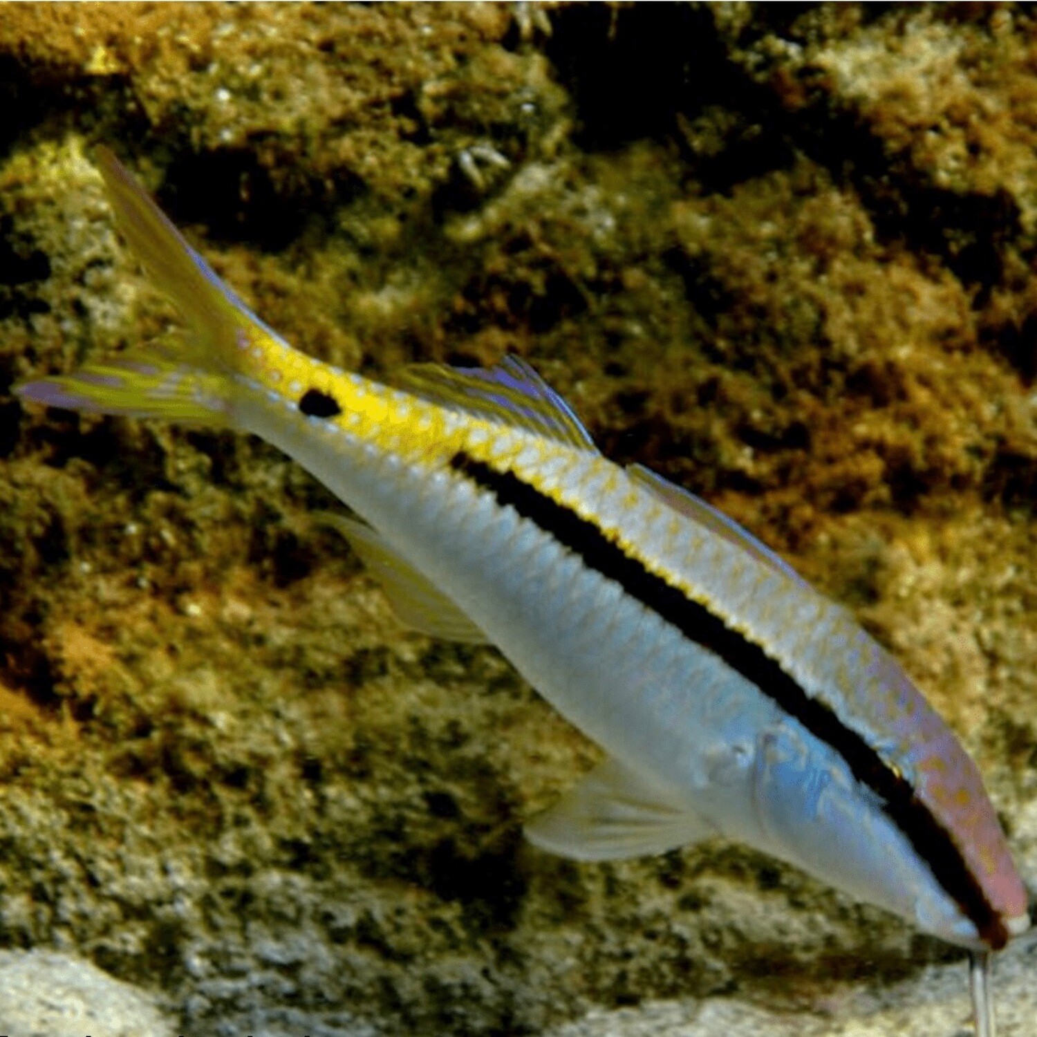 Yellow back Goatfish MAC Certified