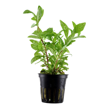 Tropica Hygrophila polysperma &#39;Rosanervig&#39;