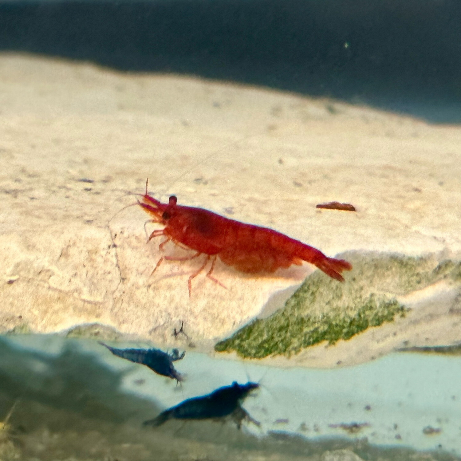 Red Fire Shrimp (Neocaridina Heteropoma)