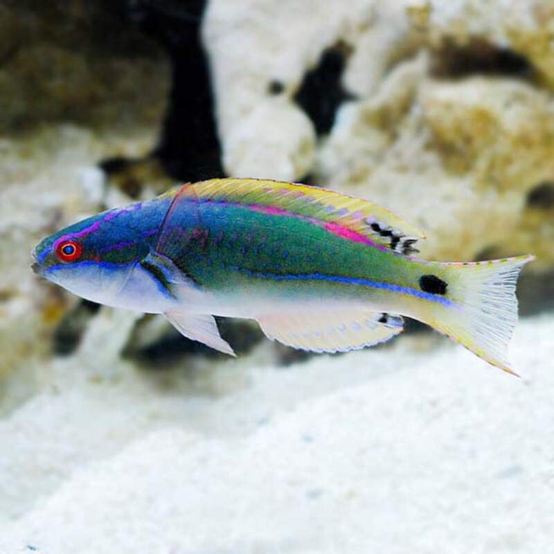 Exquisite Wrasse Fiji
