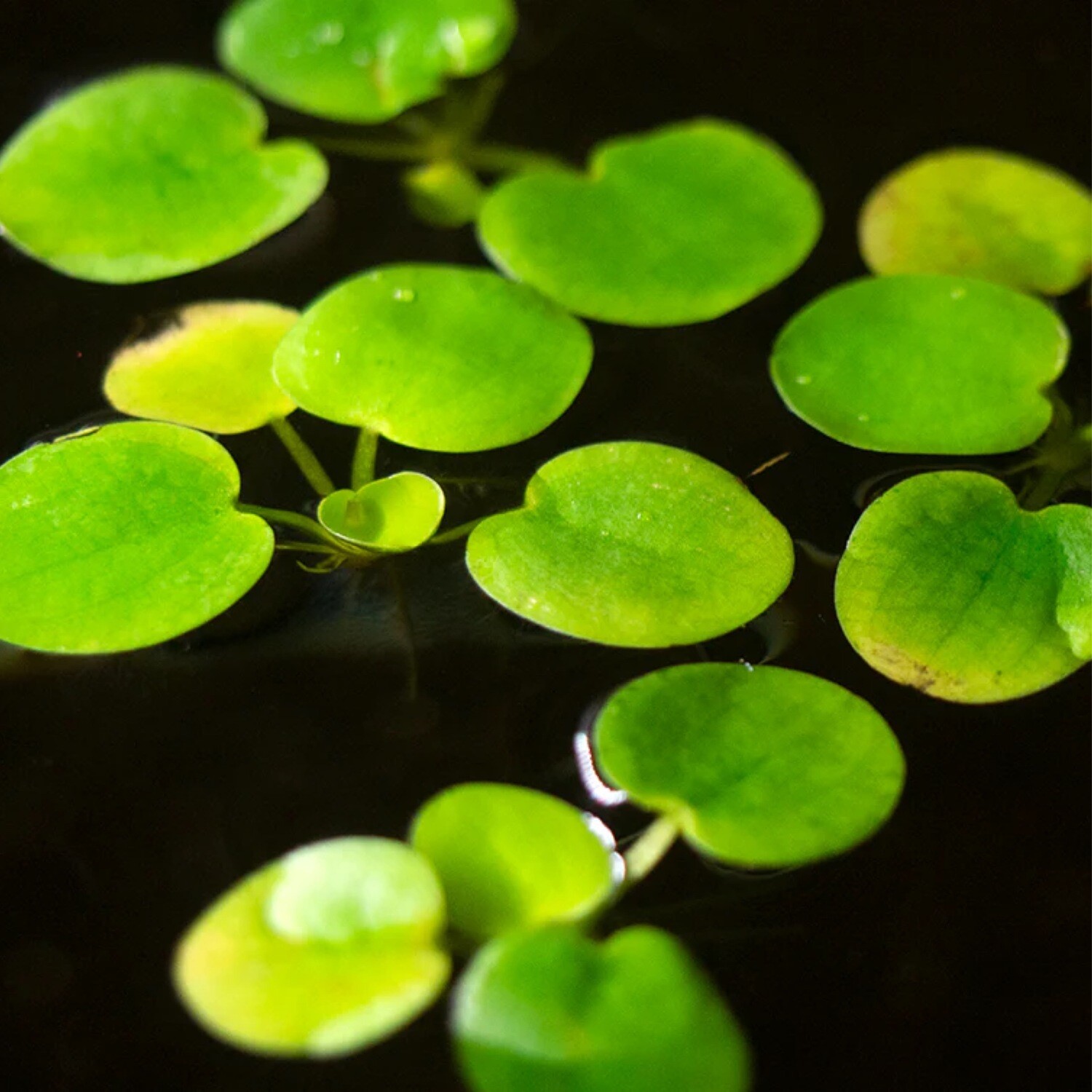 Frogbit (Limnobium laevigatum)