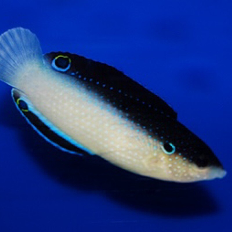 Fiji China Wrasse