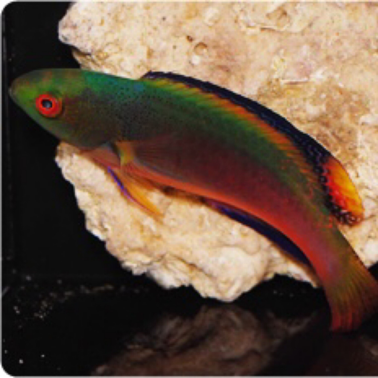 Scott’s Fairy Wrasse Fiji