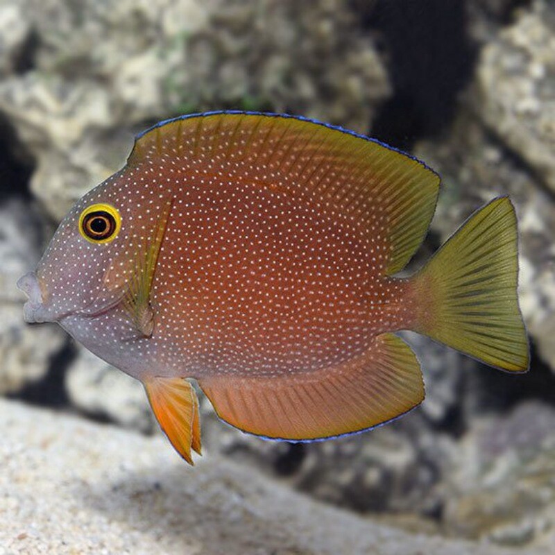 Gold Ring Spotted Bristletooth Tang Medium/Large - Maldives