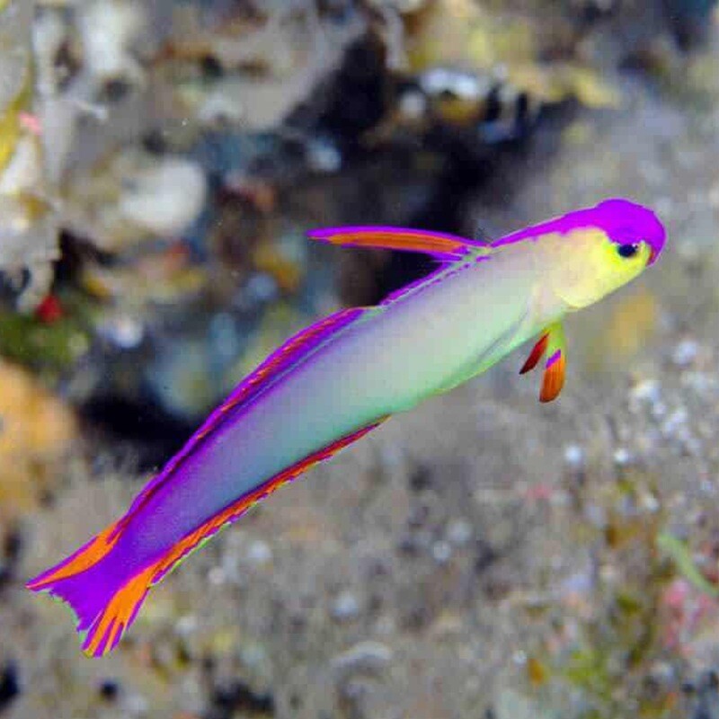 Exquisite Firefish