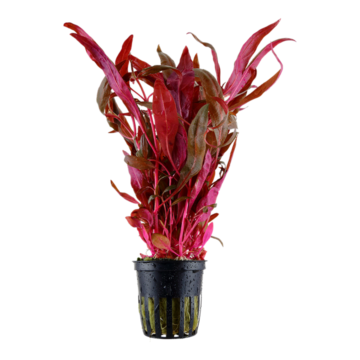 Tropica Alternanthera reineckii &#39;Pink&#39;