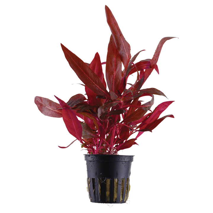 Tropica Alternanthera reineckii &#39;Rosanervig&#39;