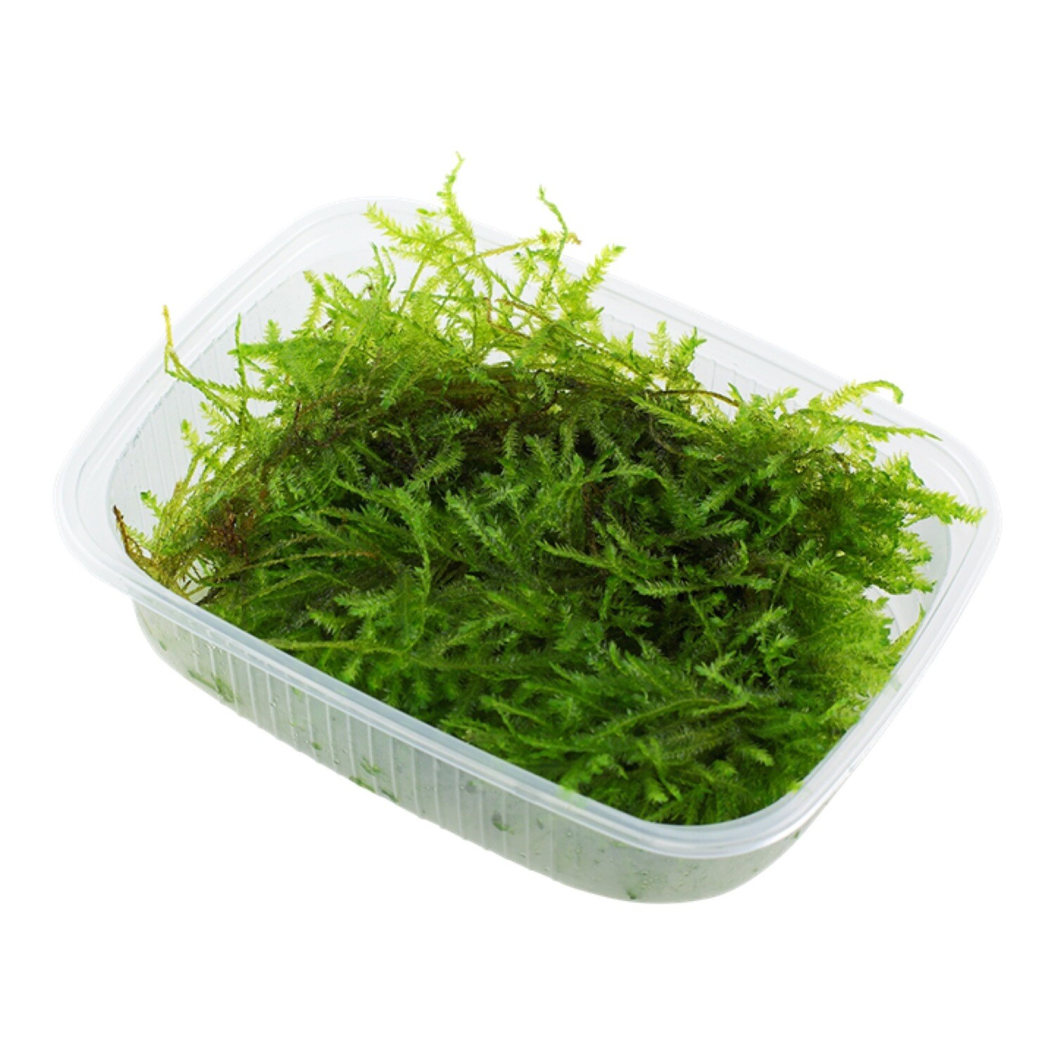 Tropica Vesicularia montagnei &#39;Christmas Moss&#39;