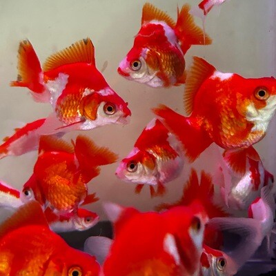 Ryukin Red White Short Tail goldfish