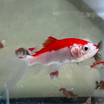 Comet Red And White Shubunkin goldfish