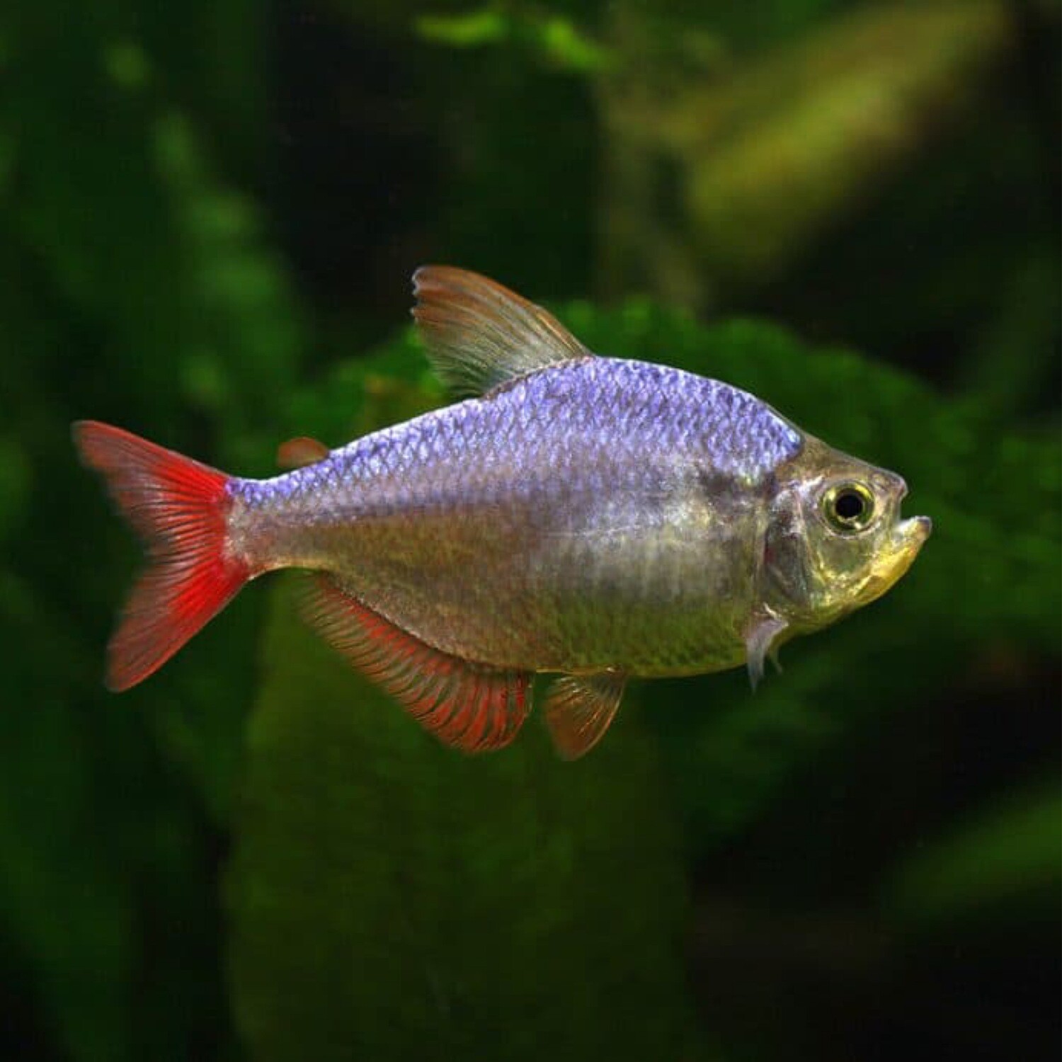 Blue Flame Tetra