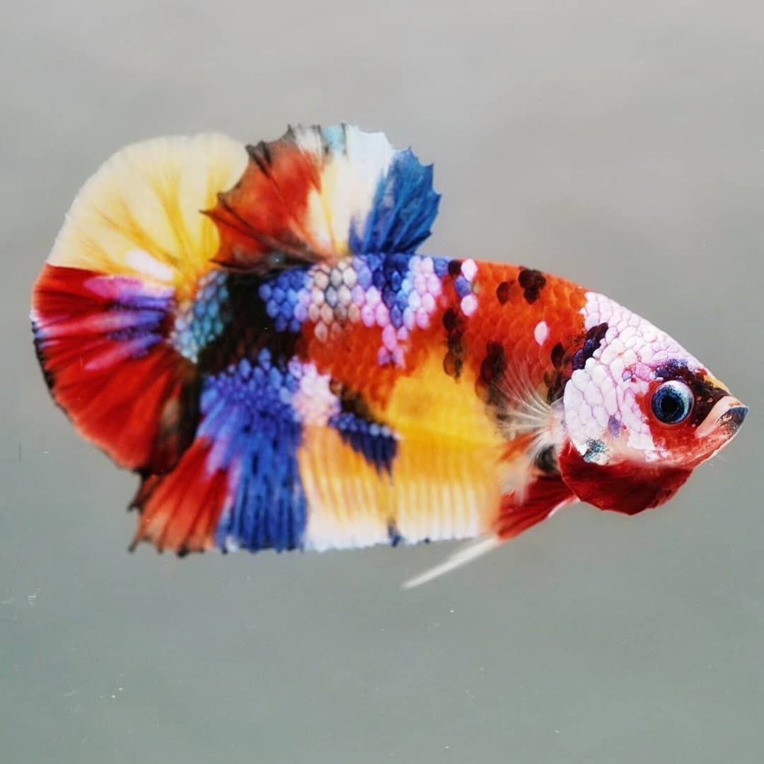 Plakat Candy Betta