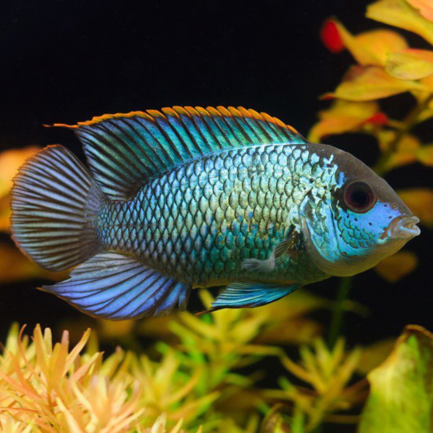 Electric Blue Acara