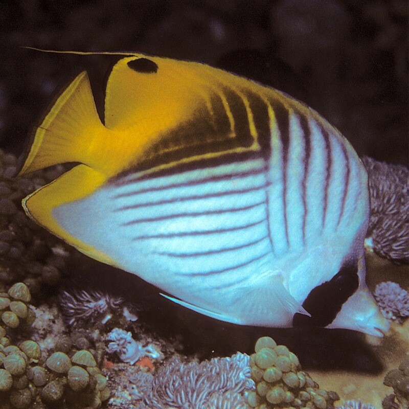Threadfin Butterfly