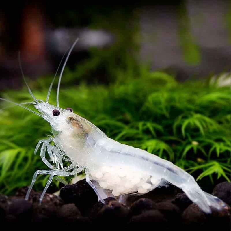 Snowball Shrimp (Neocaridina zhangjiajiensis)