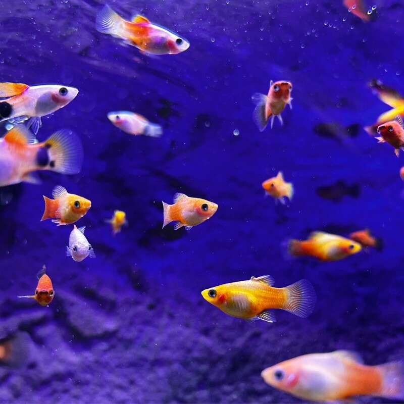 Assorted Platies