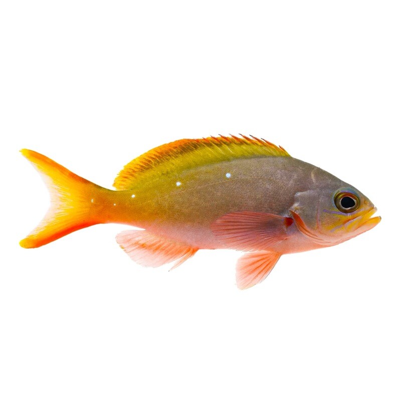 Creole Anthias