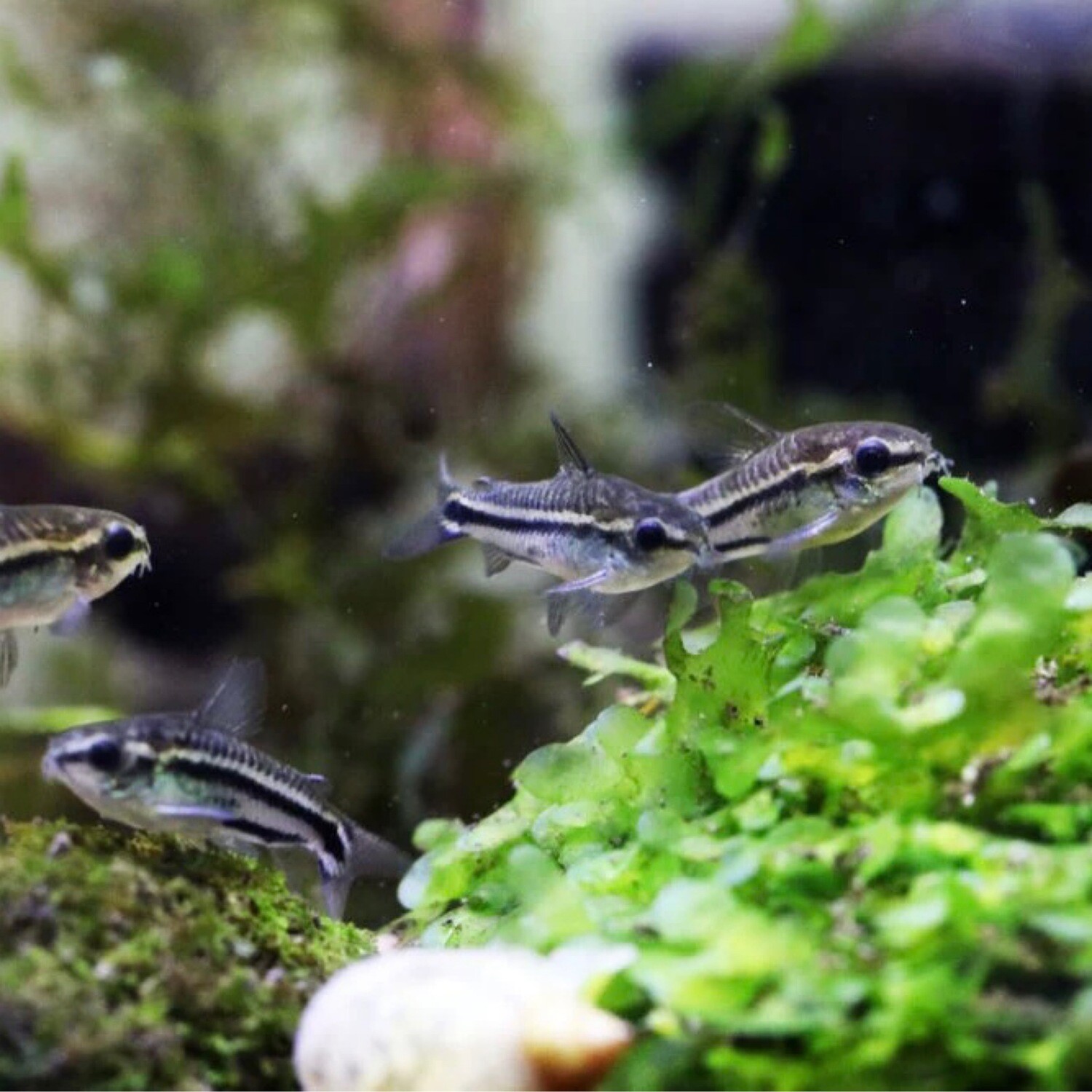 Pygmy Corydoras