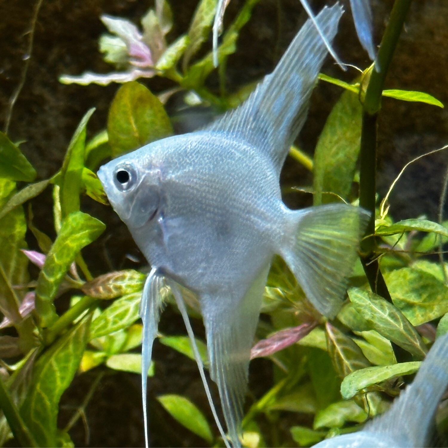 Platinum Angelfish