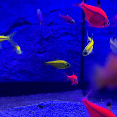 Glofish Pristella Tetra - Various