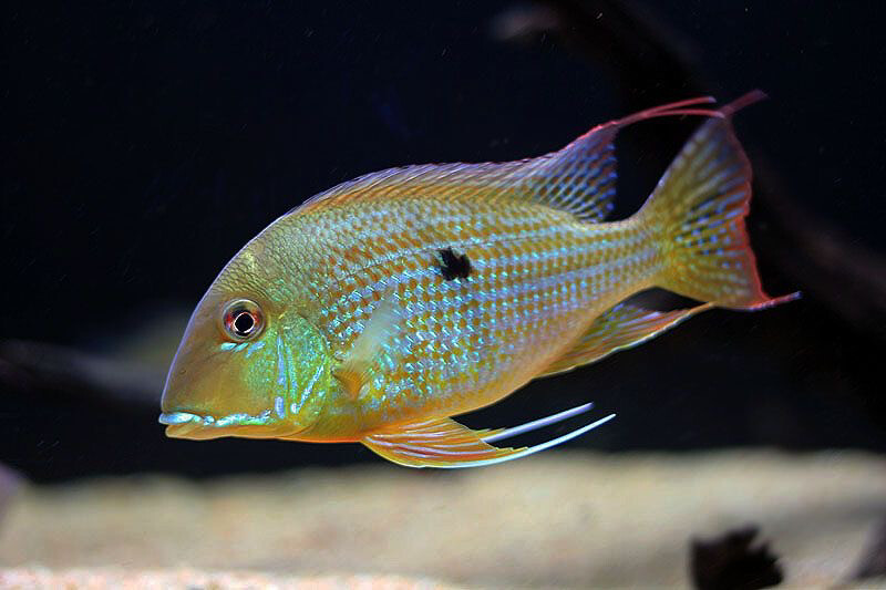 Geophagus Surinamensis