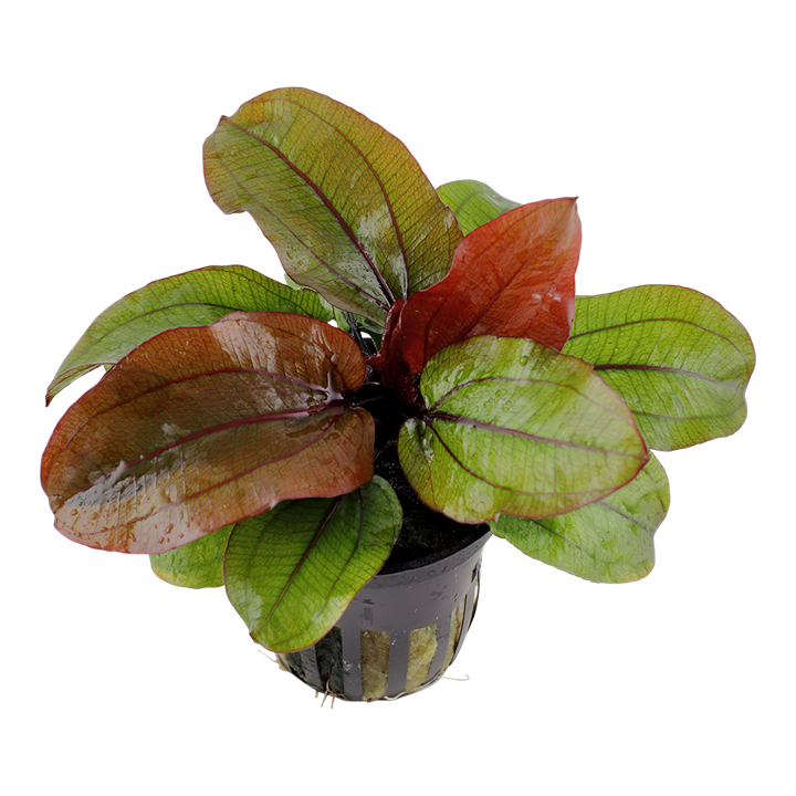 Tropica Echinodorus &#39;Reni&#39;