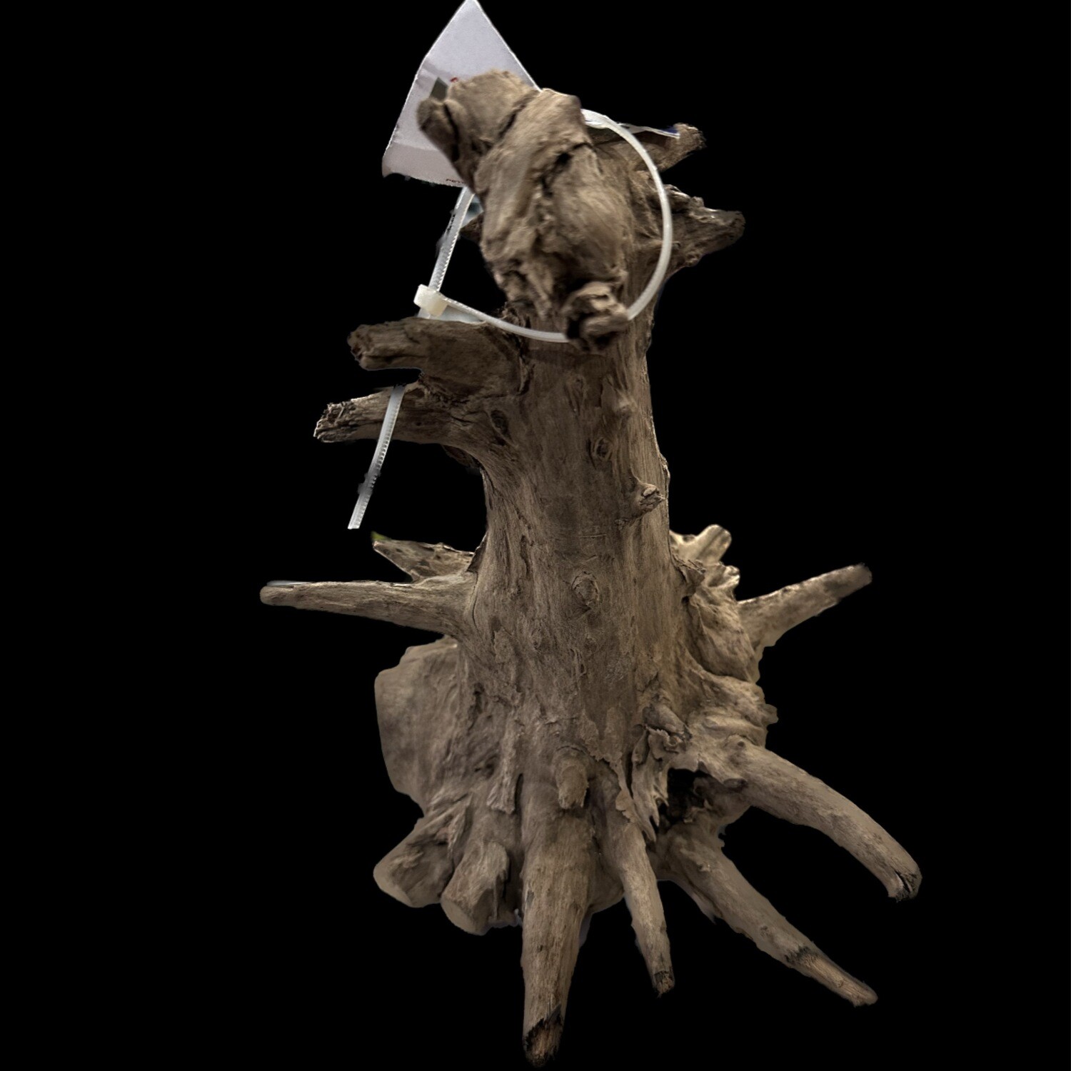 Aquaglobe Saba Wood