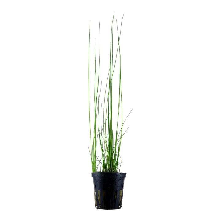 Tropica Eleocharis montevidensis