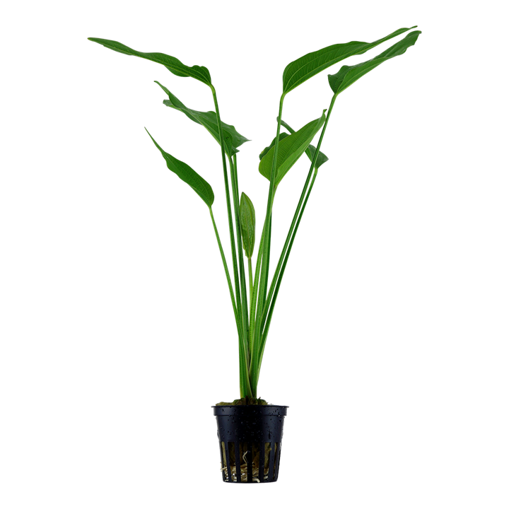 Tropica Echinodorus palifolius