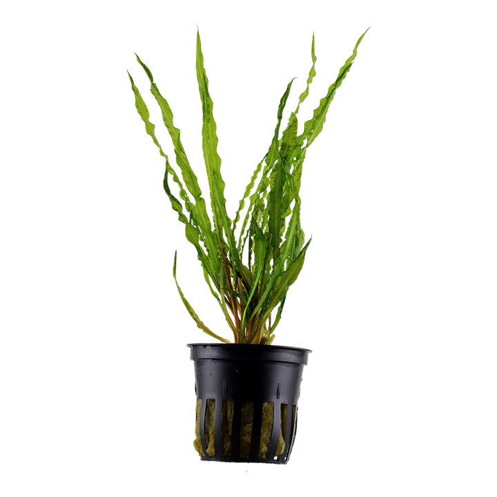 Tropica Cryptocoryne crispatula