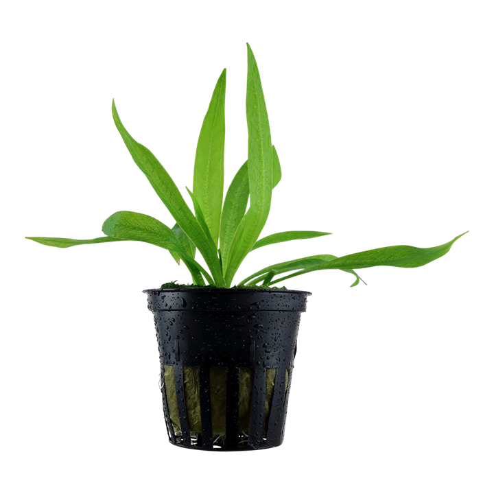 Tropica Helanthium bolivianum &#39;Quadricostatus&#39;