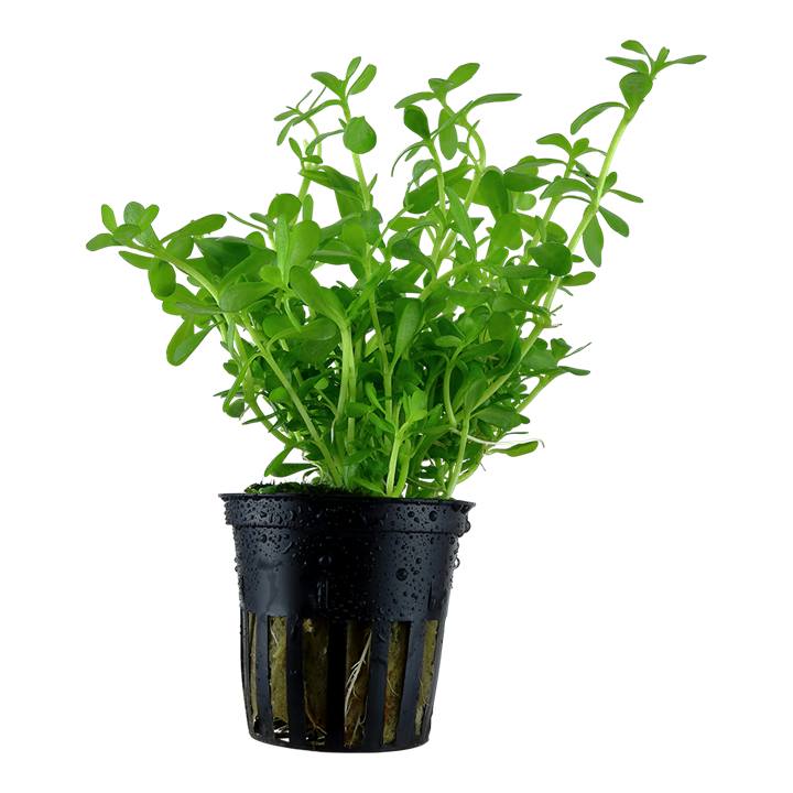 Tropica Bacopa monnieri &#39;Compact&#39;