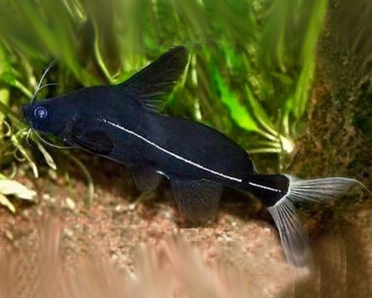 Black Lancer Catfish