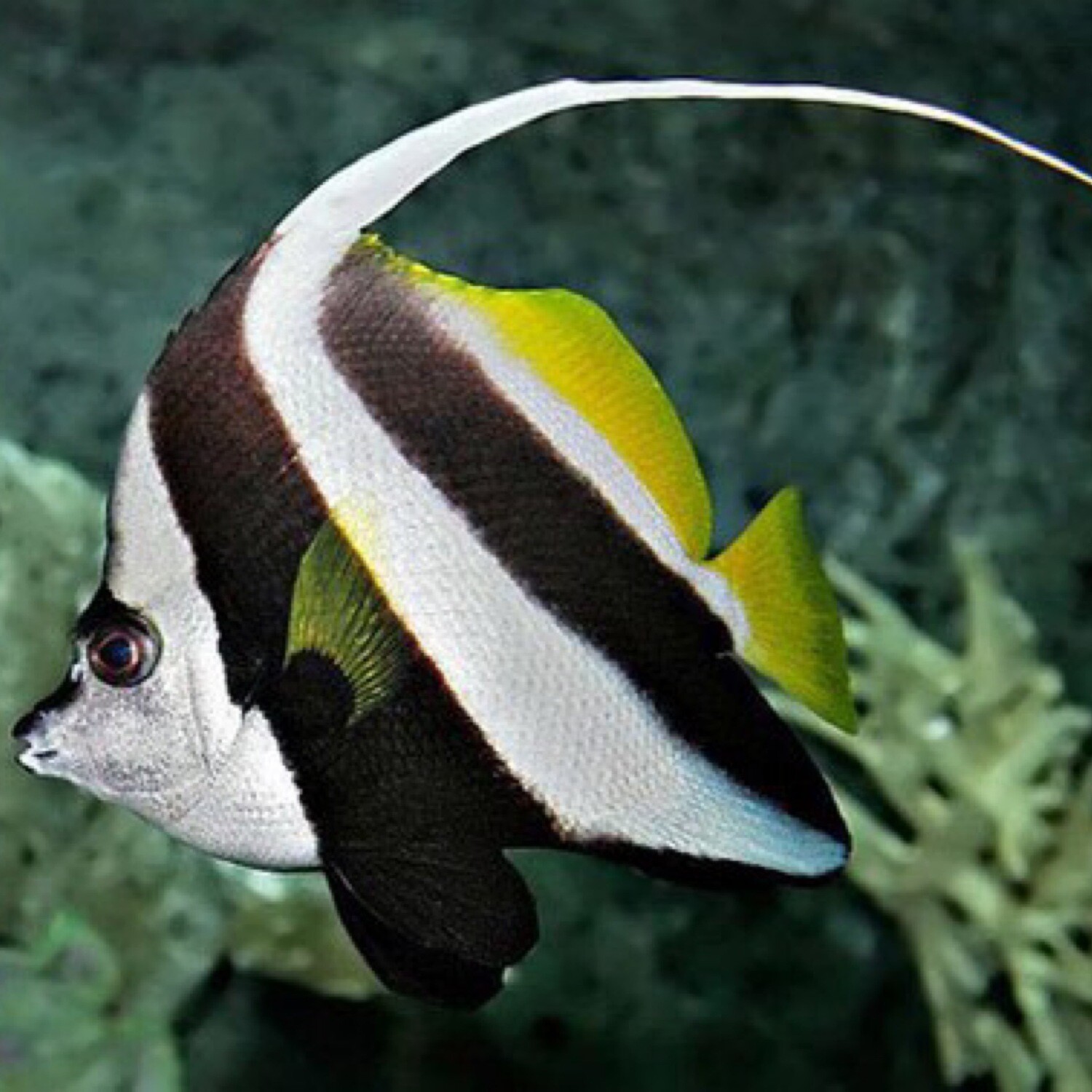 Black and White Heniochus Longfin Bannerfish Small