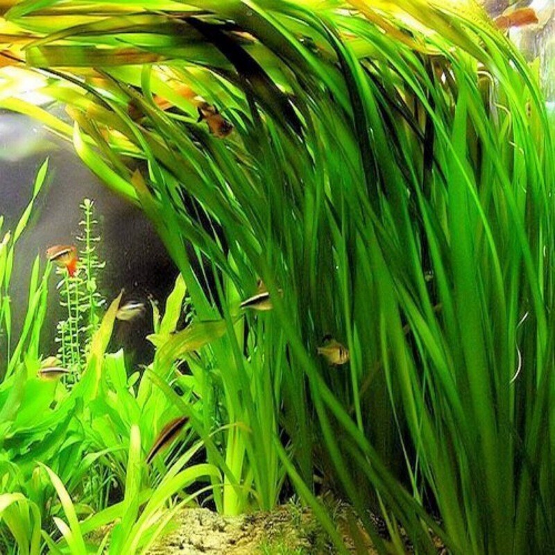 Vallisneria Americana - Small portion