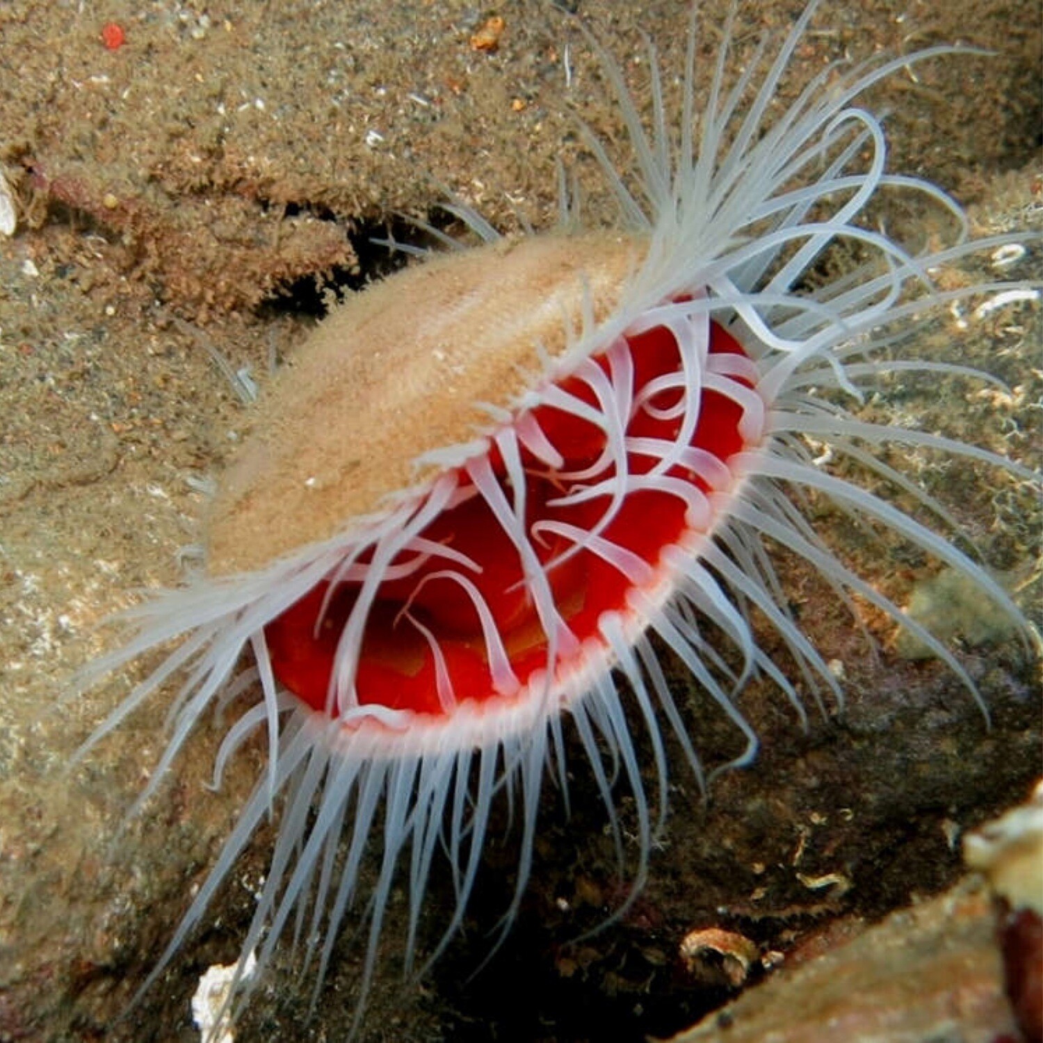 White Flame Scallop