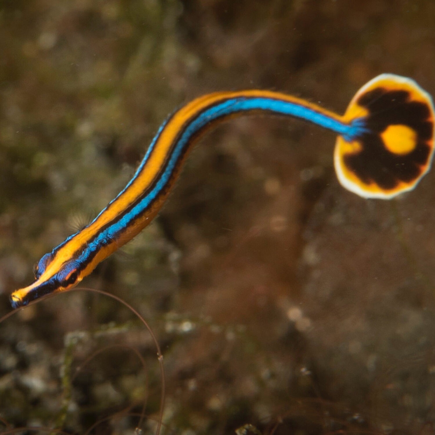 Bluestripe Pipefish