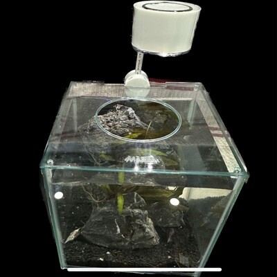 Marina Betta Cube Starter Kit w/betta fish