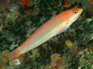 Chameleon Wrasse